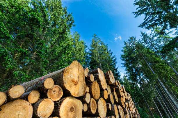 Why Responsibly Sourced Firewood Matters | Ecoblaze