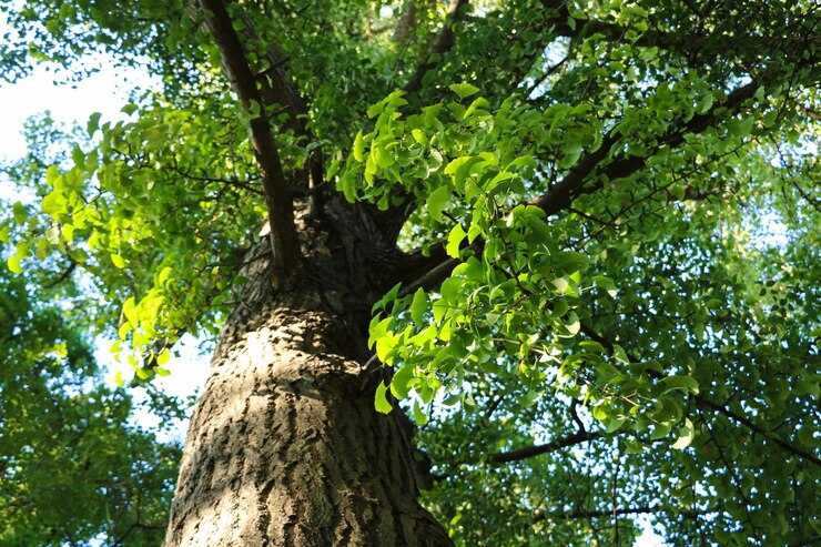{"value":{"src":"https://file-manager-bucket-production-234547735252.s3.eu-west-2.amazonaws.com/bb308map0wbni_KB_hardwood-vs-softwood-low-angle-view-tree-forest.jpg","alt":"","title":"KB_hardwood-vs-softwood-low-angle-view-tree-forest.jpg","fileId":"01JV9C29YEDKETBEWX0NBWQ931"}}