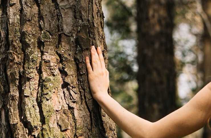 Myth: Environmental Impact of Burning Wood Fuel