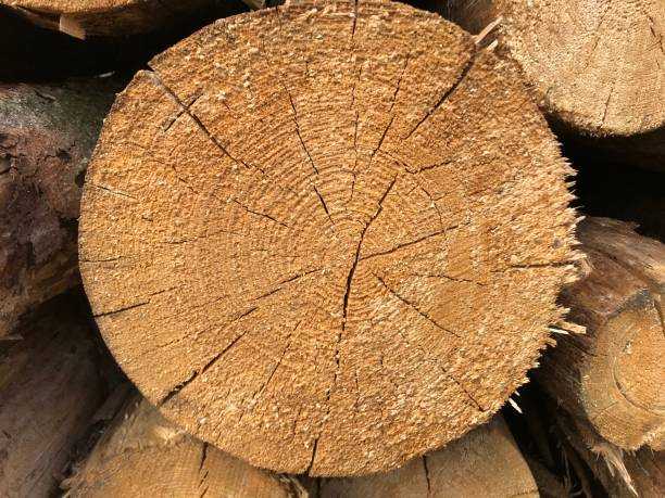 {"value":{"src":"https://file-manager-bucket-production-234547735252.s3.eu-west-2.amazonaws.com/5l6n7x08ma50jolp_KB_FW_Understanding-wood-density-2.jpg","alt":"","title":"KB_FW_Understanding-wood-density-2.jpg","fileId":"01JT5A6NZMCRA413HHJG3DA3VR"}}