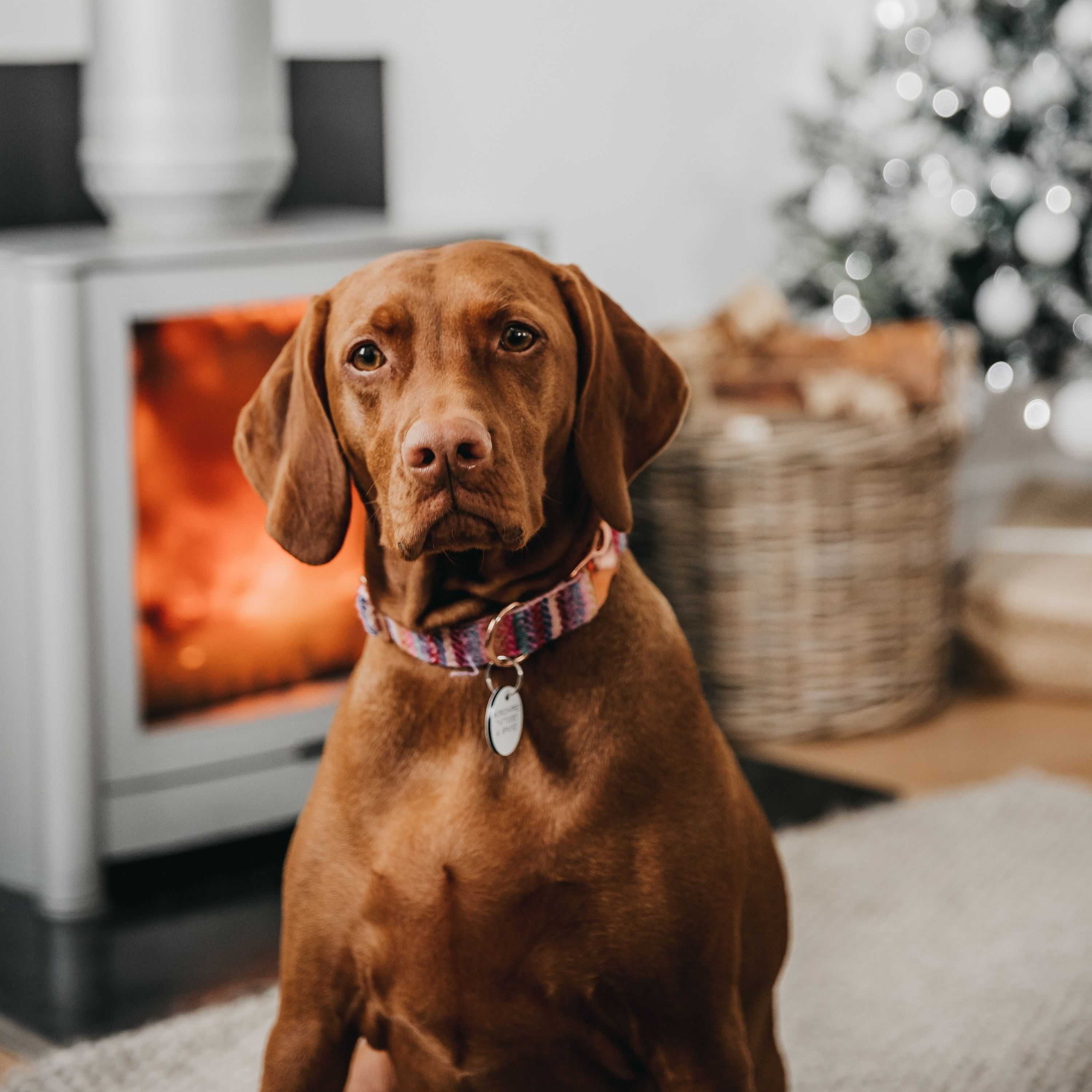 {"value":{"src":"https://file-manager-bucket-production-234547735252.s3.eu-west-2.amazonaws.com/a2tgrvp2mgs4n50f_KB_FW_Petproof 1.jpg","alt":"","title":"KB_FW_Petproof 1.jpg","fileId":"01K7M6PW3QFKDAAJHFW2AEBKYM"}}